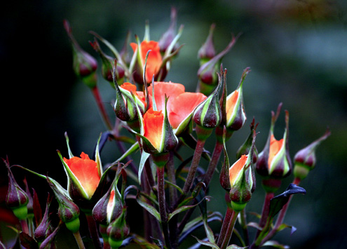 Outskirts flower villages bustling for International Women’s Day